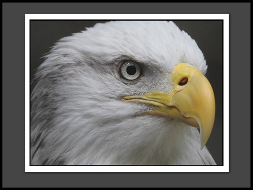 Eagle Notecard from Nancy Bond Creations