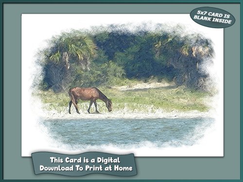 5x7 Card with Horse on Cumberland Island