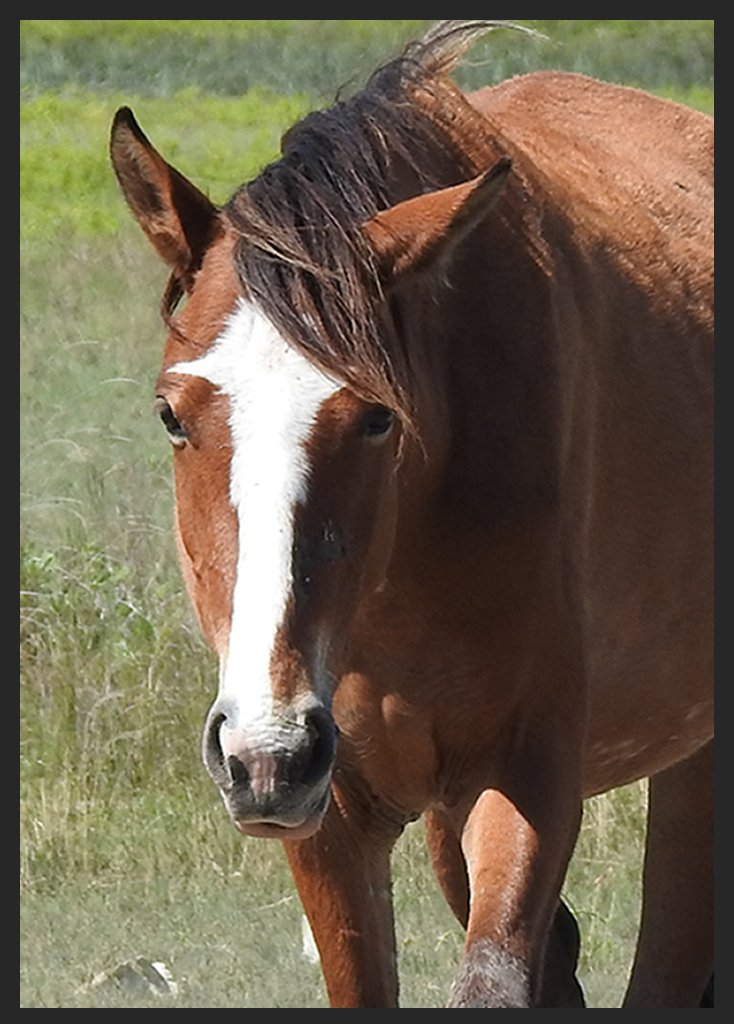 Photo of horse on Cumberland Island Georgia by Nancy Walke Bond