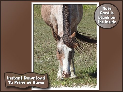 Note Card with Horse from Cumberland Island to Download at Home