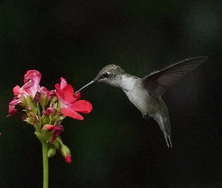 Galleryhummer