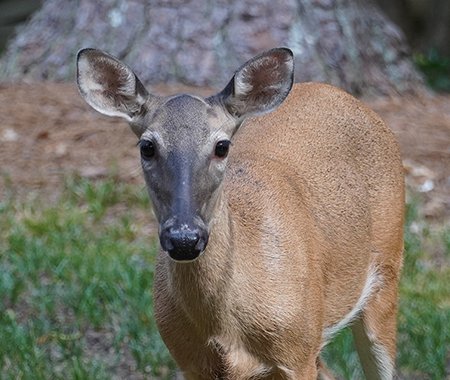 gallerydeer